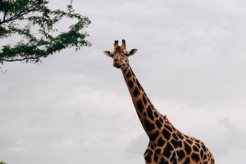 Kouwende Giraffe sur Carmen van Dijken