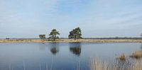 reflective grovelling pines in a panorama by Wim vd Neut thumbnail