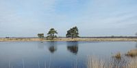 spiegelende grovedennen in een panorama