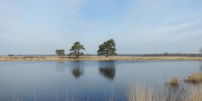 reflective grovelling pines in a panorama by Wim vd Neut