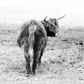 Schottisches Hochlandrind 002 von Carola Stroy