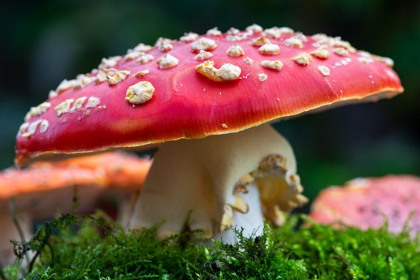 L'amanite tue-mouches, un champignon avec des taches blanches. par Jolanda de Jong-Jansen