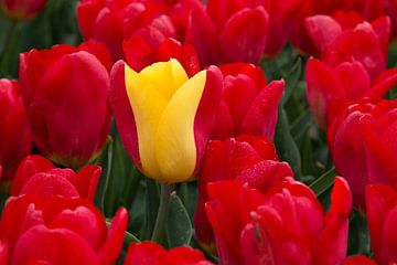 een geelrood gekleurde tulp tussen rode tulpen van W J Kok