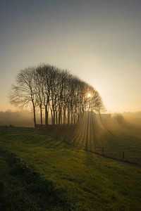 Zonnestralen door bomen van Moetwil en van Dijk - Fotografie