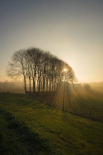 Zonnestralen door bomen