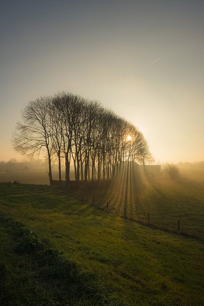 Sunbeams through trees by Moetwil en van Dijk - Fotografie