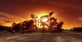 Loonse- und Drunense-Dünen von Diana van Geel