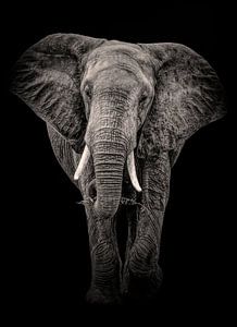 Elefant Schwarz und Weiß