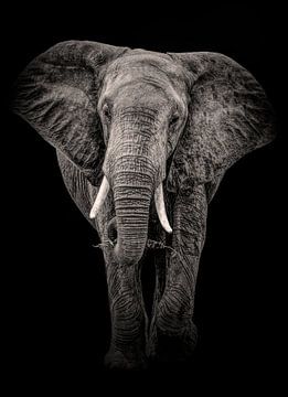Eléphant noir et blanc