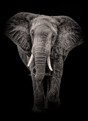 Olifant Zwart-wit