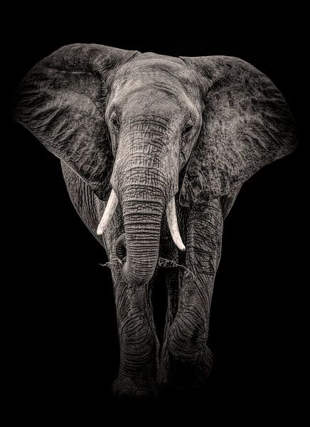 Elephant Black and White by Marjolein van Middelkoop