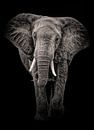 Elephant Black and White by Marjolein van Middelkoop thumbnail