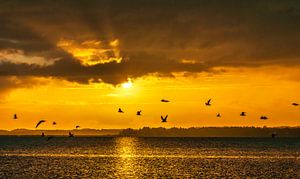 Lever de soleil avec des oiseaux