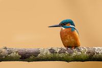 Ijsvogel