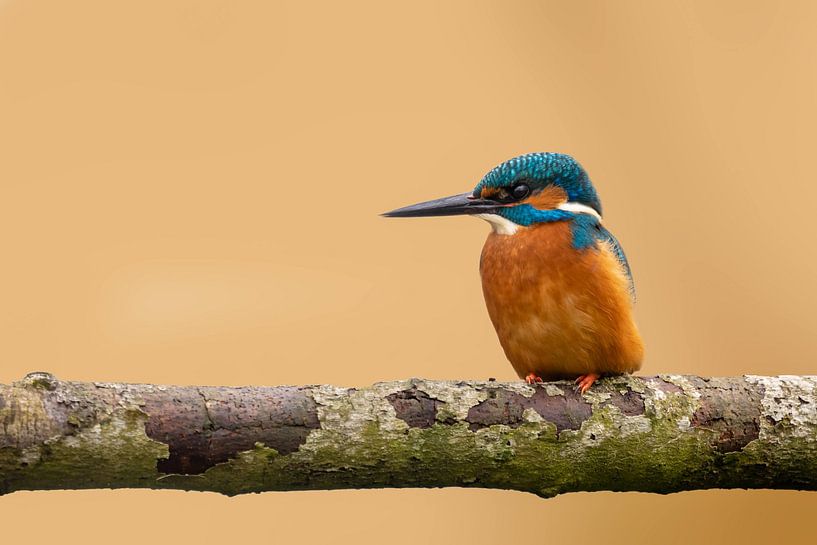 Kingfisher by Rianne Zuur