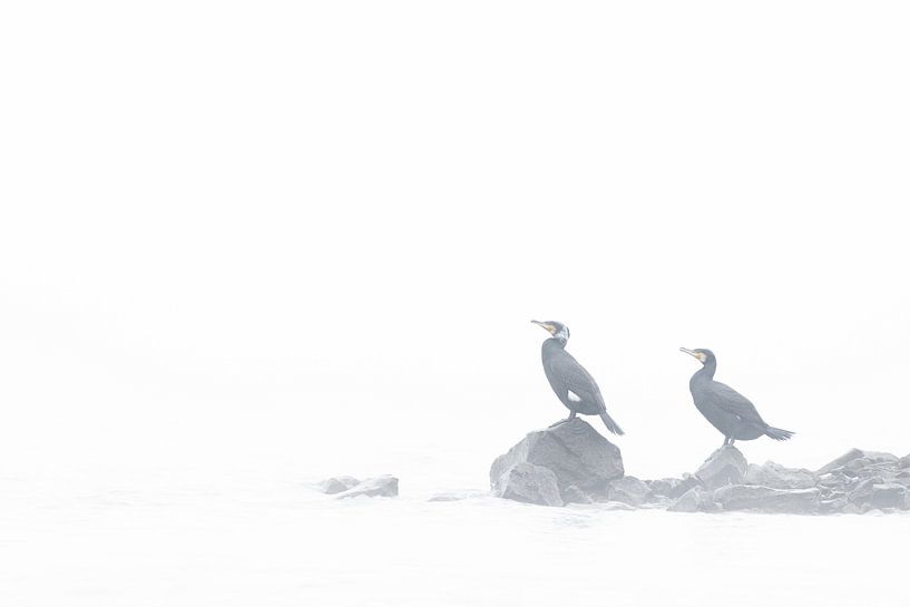 Neblige Tage von Ronald Buitendijk Fotografie