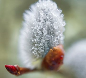 Pussy WIllow Blume mit Tröpfchen II von Iris Holzer Richardson