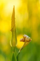 Iris jaune, lis jaune