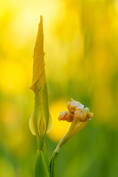 Iris jaune, lis jaune par Gonda Versteeg