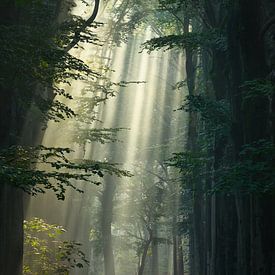 Sun harps in the forest by Ilona Schong