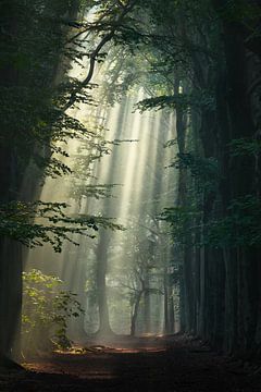 Sun harps in the forest