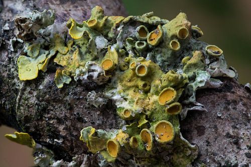 Mos, geel korstmos I