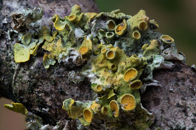 yellow lichen I by Klaartje Majoor