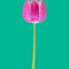 Iconic tulip 3. by Pieter van Roijen