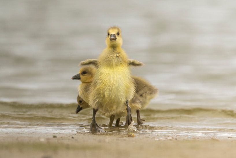 Cute little goose who thinks he is very big already by Caroline Pleysier