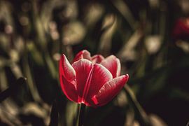 Wilde Tulpen op de Veluwe van Liberty Biesma