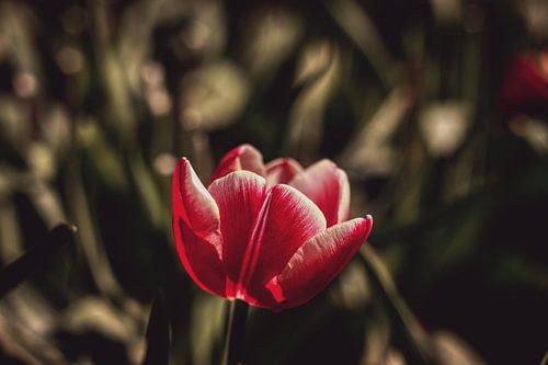 Wilde Tulpen op de Veluwe
