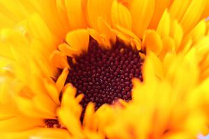 Hart van een goudsbloem