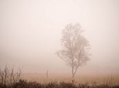 Eenzame berk in de mist van Cindy Arts thumbnail