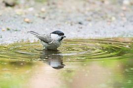 Mat cup by Merijn Loch