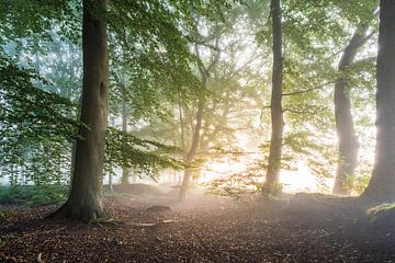 Morgennebel im Wald von thowehey