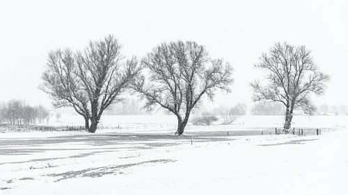3 bomen aan de Veecaterdijk
