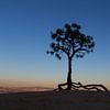 Denneboom op de rand van Bryce Canyon van Gerben Tiemens