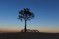 On the edge of Bryce Canyon