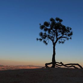 Denneboom op de rand van Bryce Canyon van Gerben Tiemens