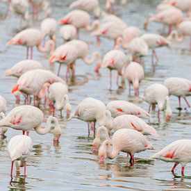 Flamingos in the Camargue by Dirk Rüter