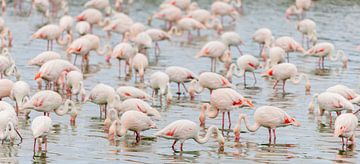 Flamingos in the Camargue