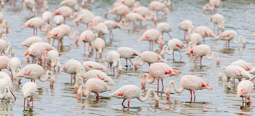 Flamingos in der Camargue