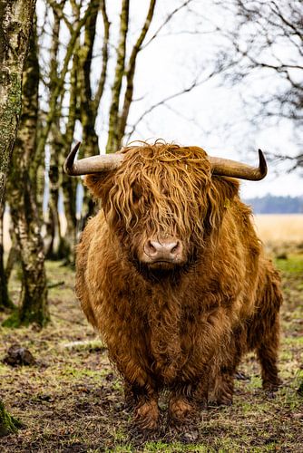 Highlander écossais avec un veau sur Simone's Kitchen