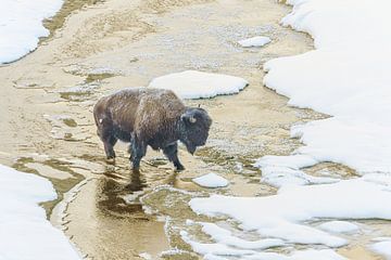 Bison in sneeuw (Yellowstone National Park, USA) by Paul Roholl