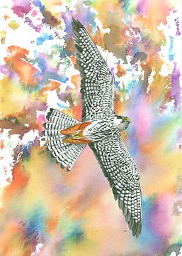 Tree falcon in a colourful environment by Jasper de Ruiter