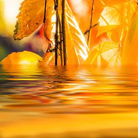 Herbstblätter spiegeln sich im See von Frank Grässel