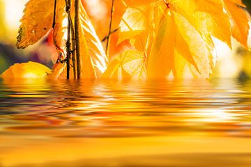 Herfstbladeren worden gereflecteerd in het meer