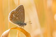 Vlinder op gras van Hugo Meekes thumbnail