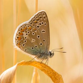 Papillon sur l'herbe sur Hugo Meekes