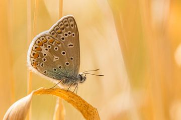 Vlinder op gras van Hugo Meekes